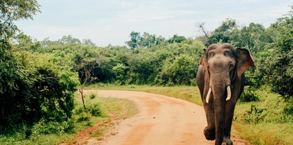 Yala National Park Elephant