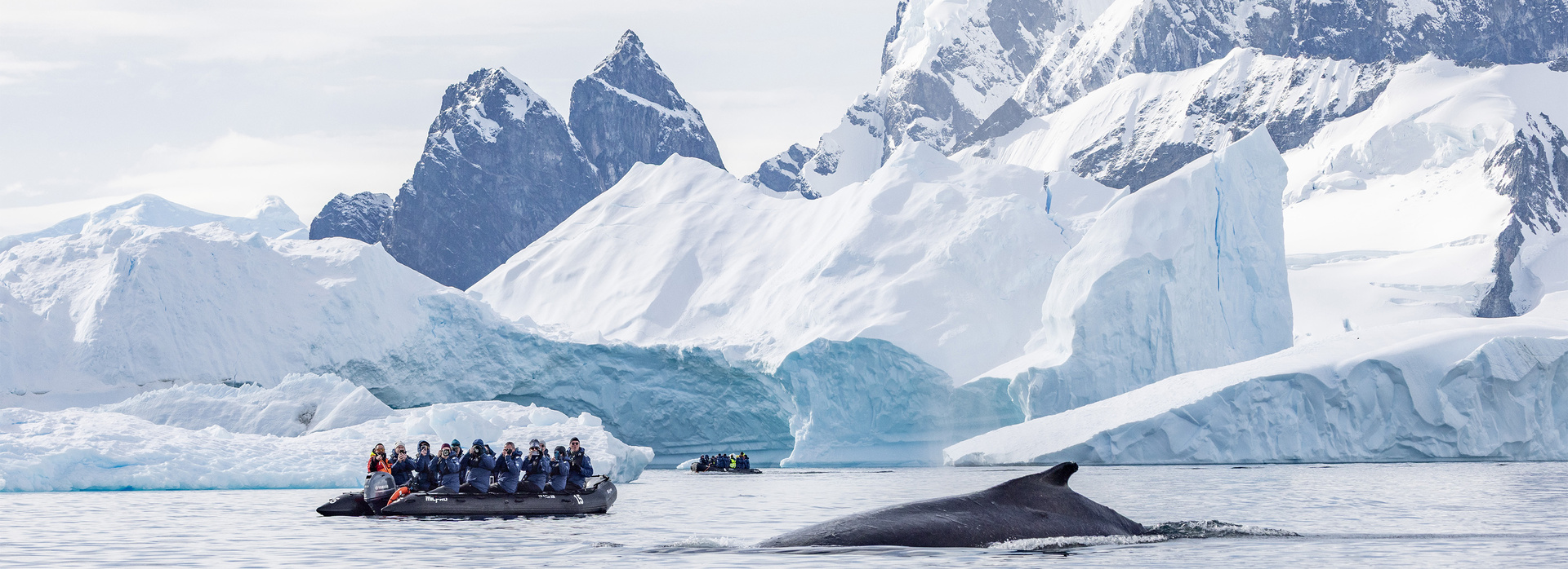 LD 20250224 Antacrtica DancoIsland HumpbackZodiacs TedGatlin 37330